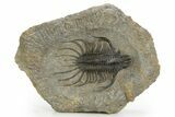 Large, Spiny Quadrops Trilobite - Top Quality Preparation #310128-3